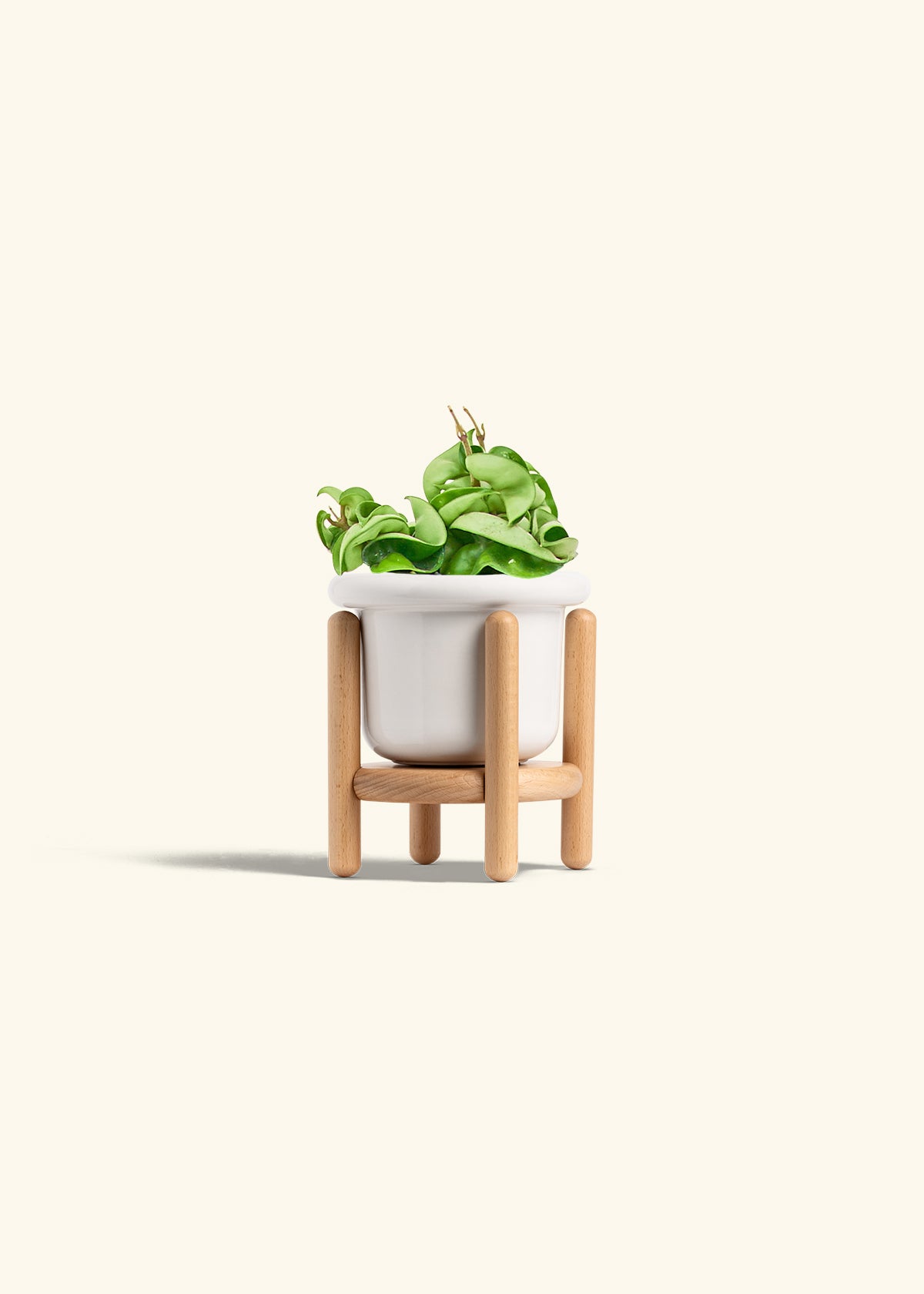 Hindu Rope Plant in a 4 inches Fat Lip White Planter in a Oat Petal Drip Tray