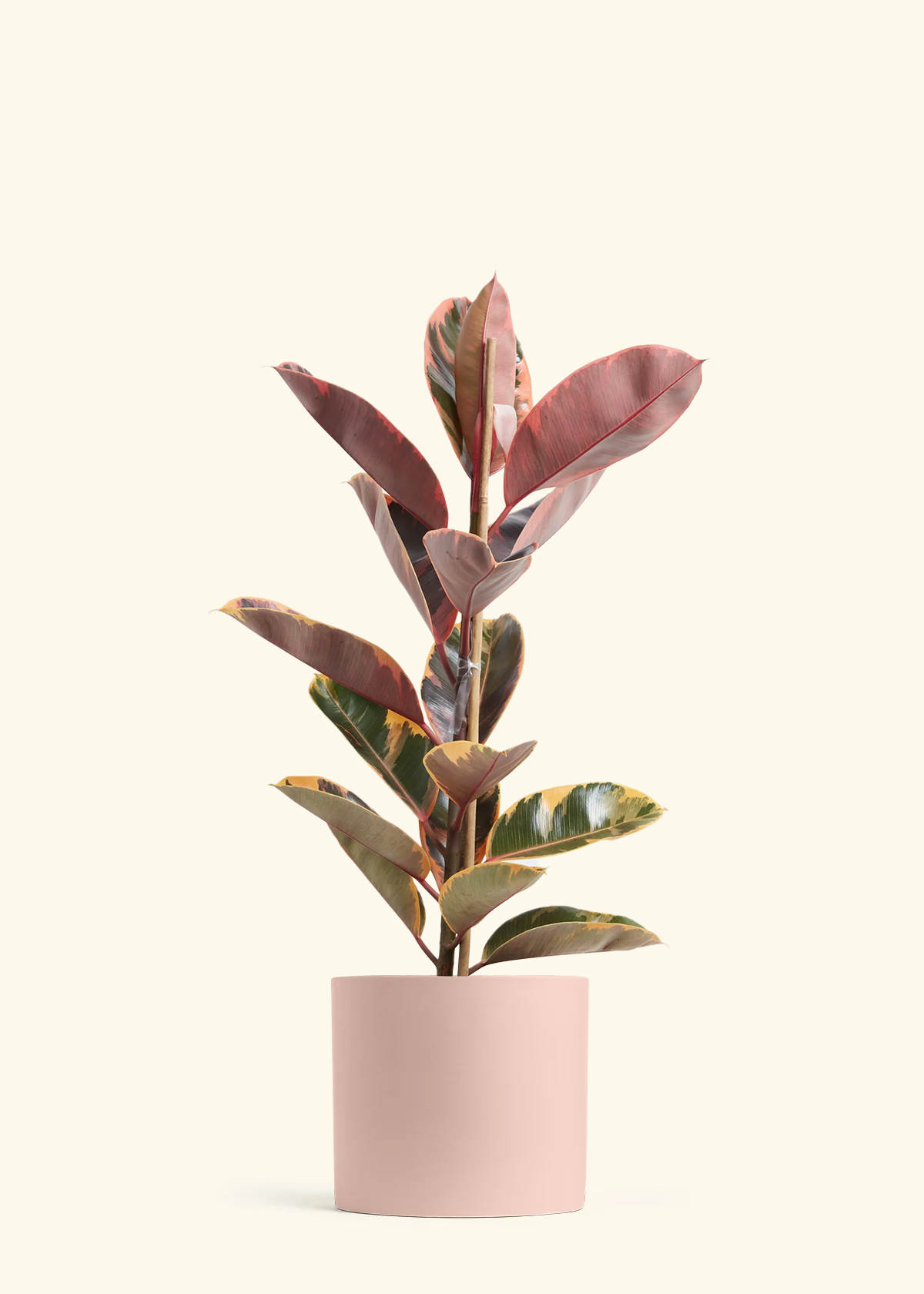 Ruby Rubber Tree, XL