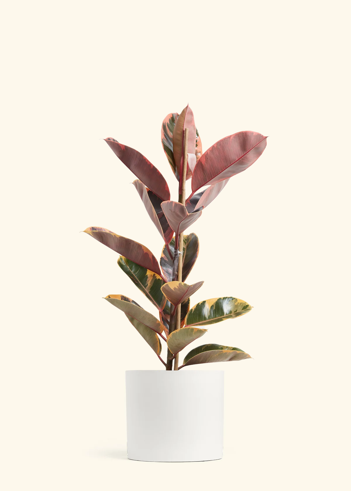 Ruby Rubber Tree, XL