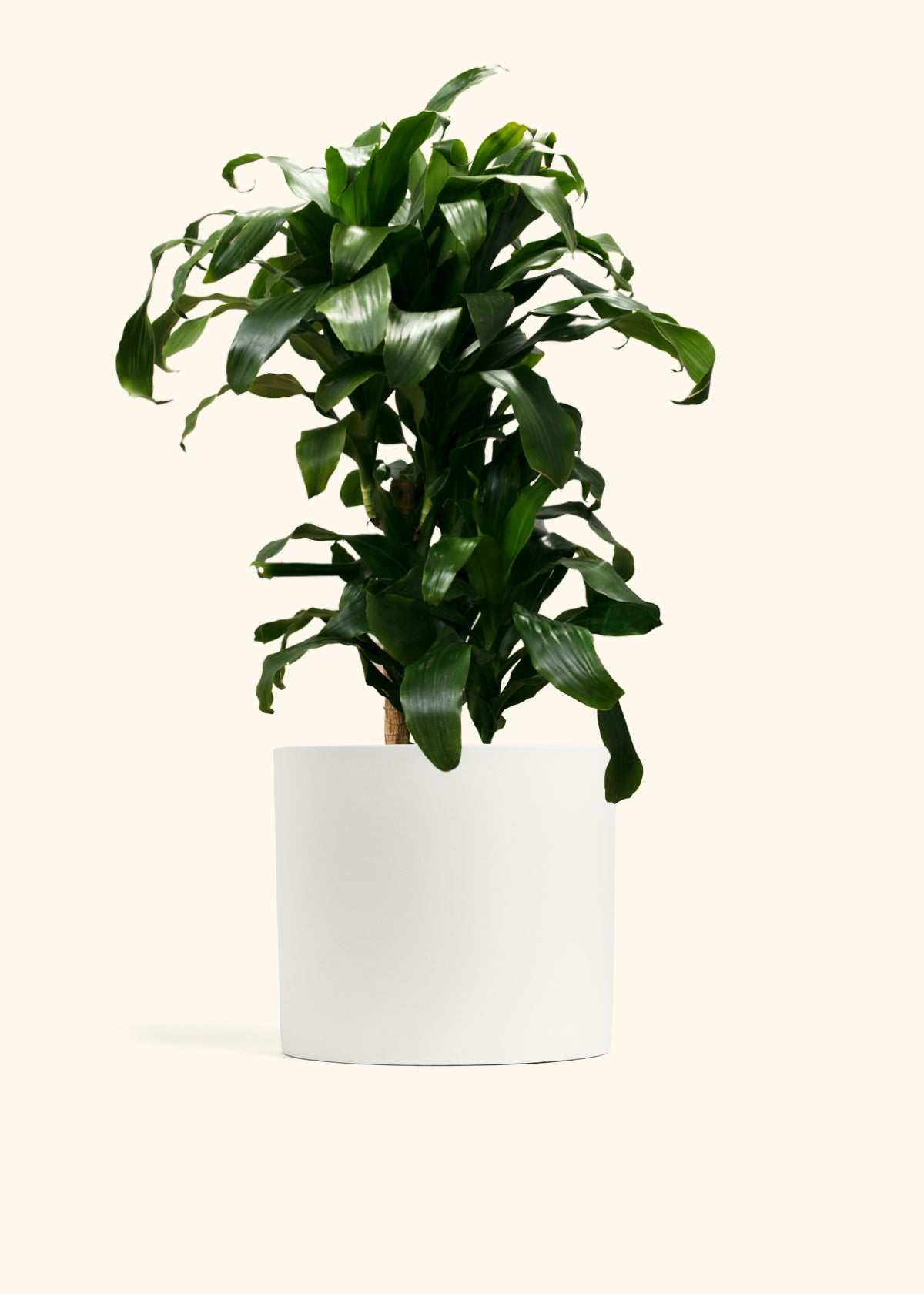 Dracaena Janet Craig Cane