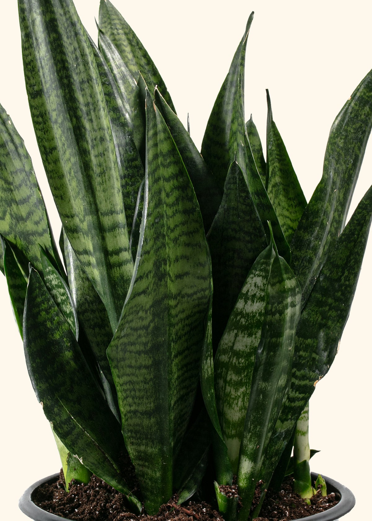 Superba Robusta