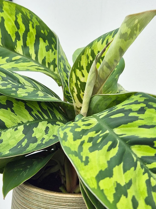 Homalomena 'Camouflage'