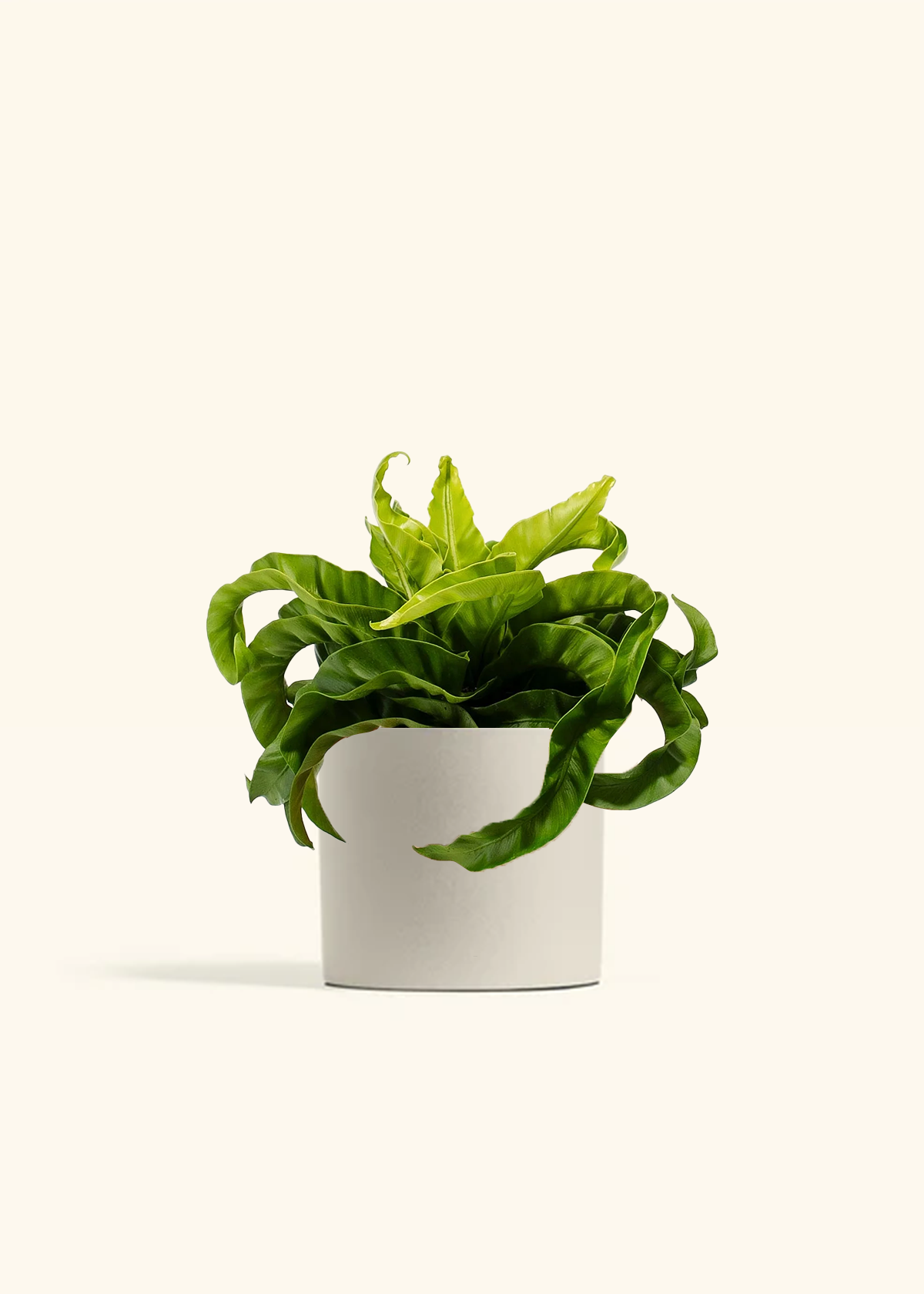 Hurricane Fern, Medium