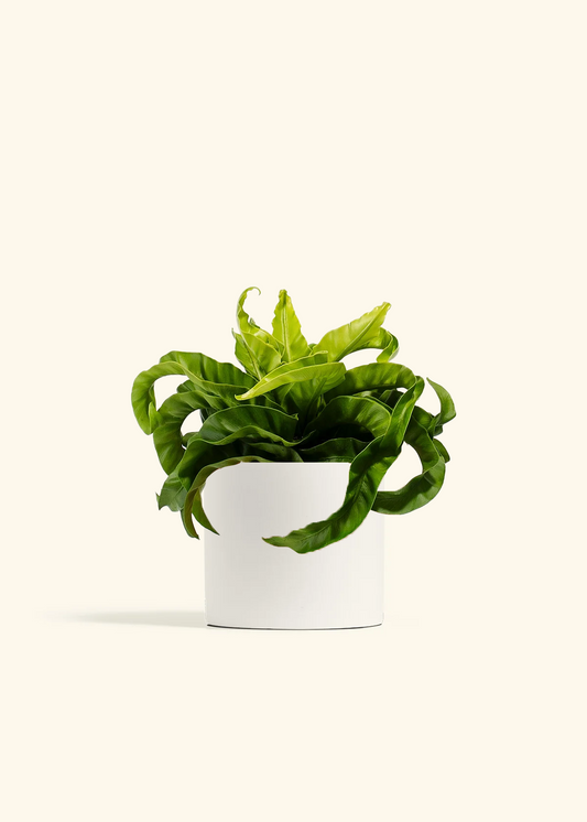 Hurricane Fern, Medium