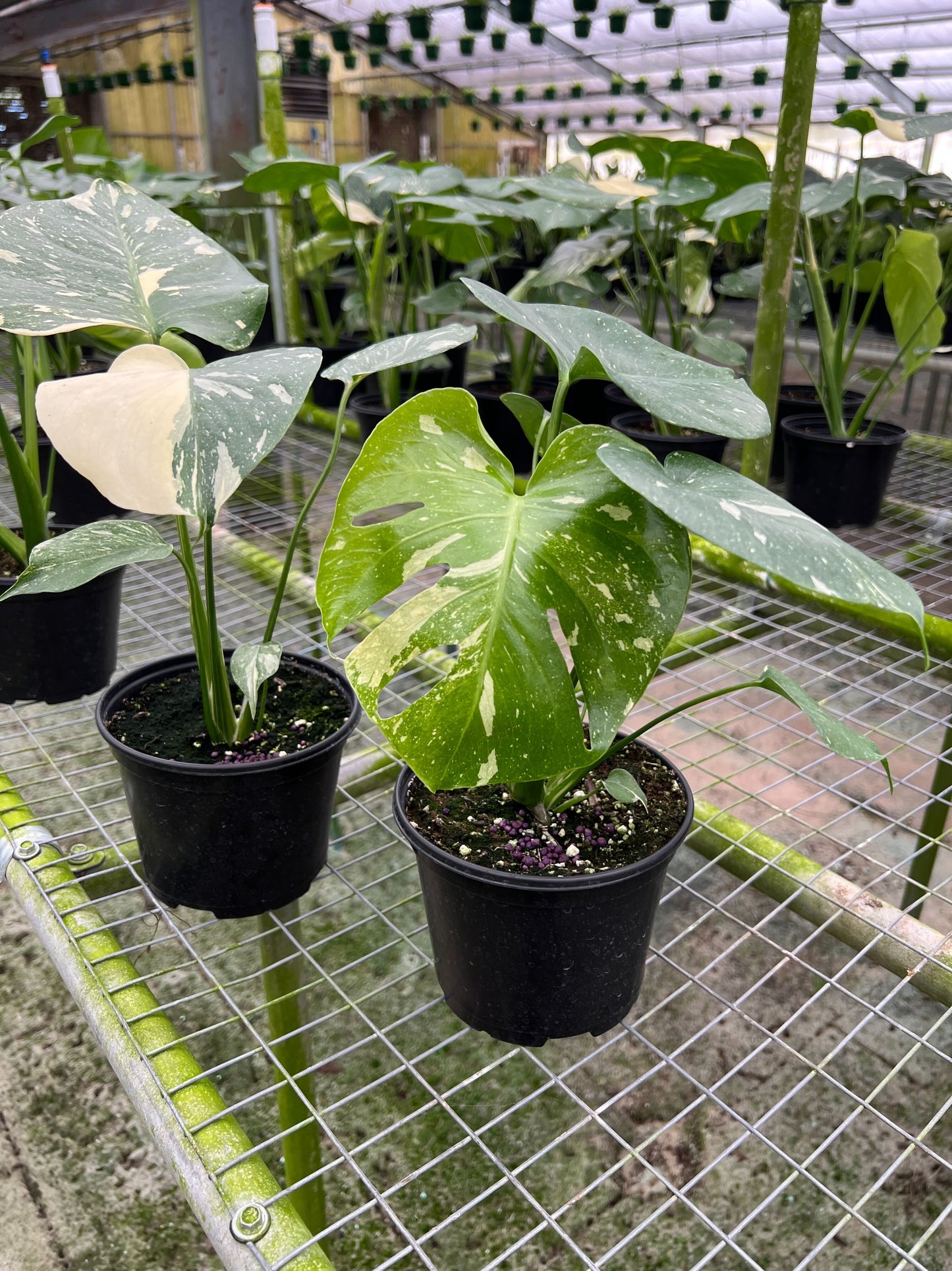 Monstera Thai Constellation in a 6  inches grow pot