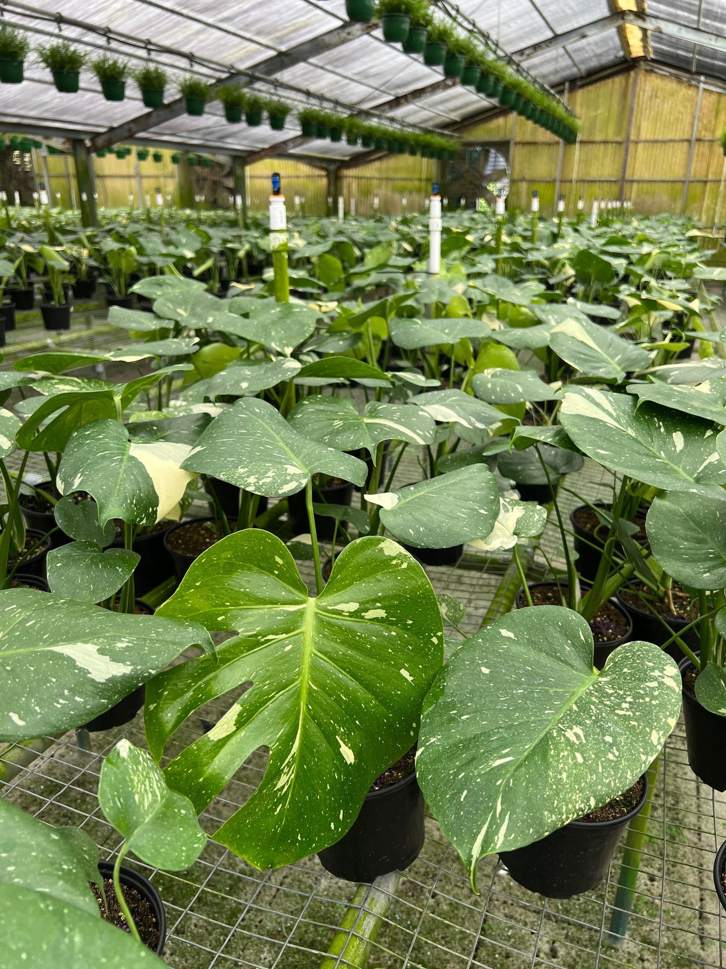 Monstera Thai Constellation in a 6  inches grow pot