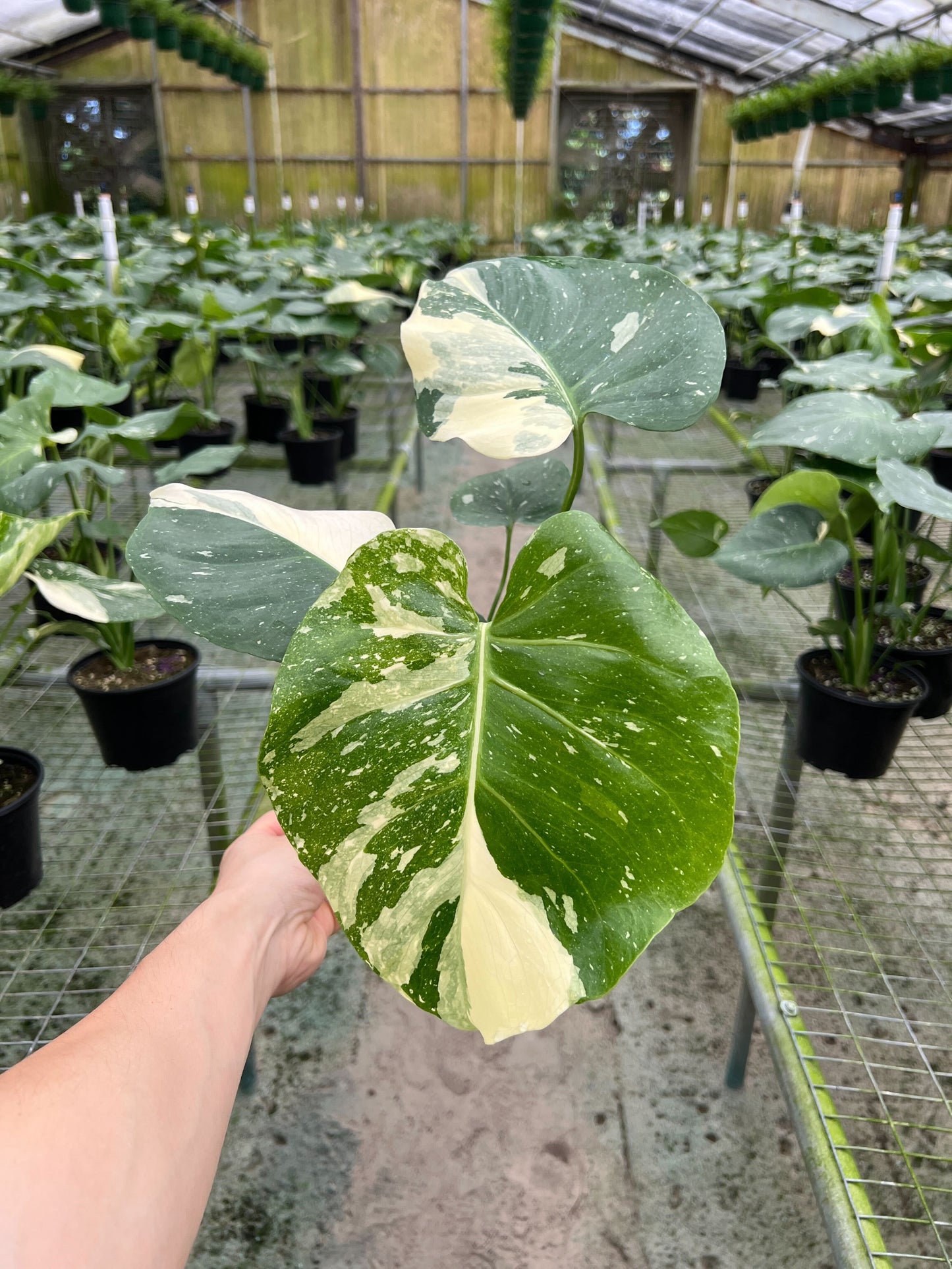 Monstera Thai Constellation in a 6  inches grow pot