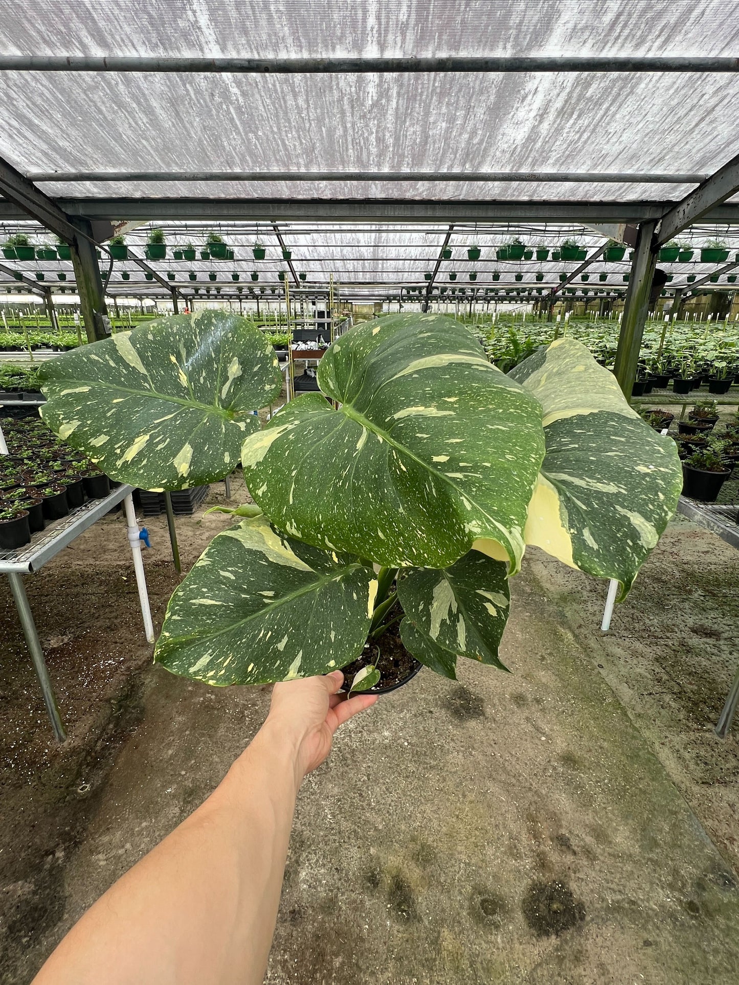 Monstera Thai Constellation in a 6  inches grow pot