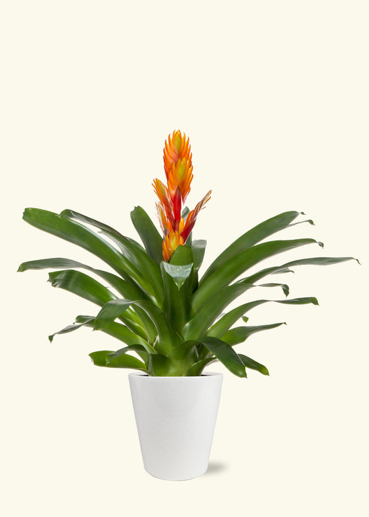 Orange Bromeliad in 5 inch a white quinn ceramic grow pot.