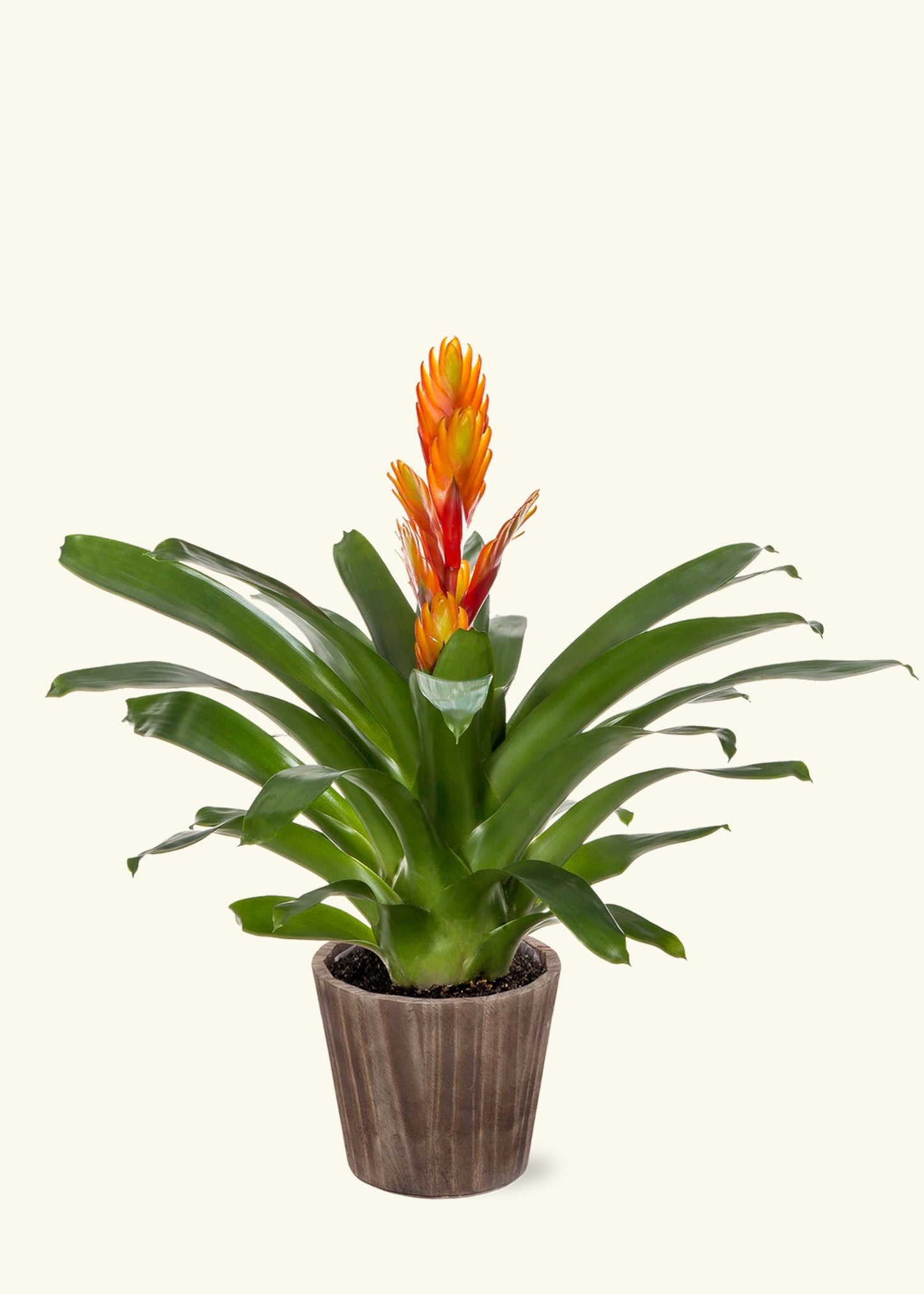 Orange Bromeliad in 5 inch a brown wilson wood grow pot.