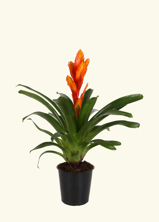 Orange Bromeliad in 5 inch a grow pot.