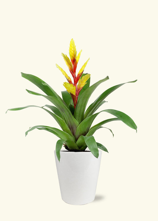 Yellow Bromeliad in 5 inch a white quinn ceramic grow pot.