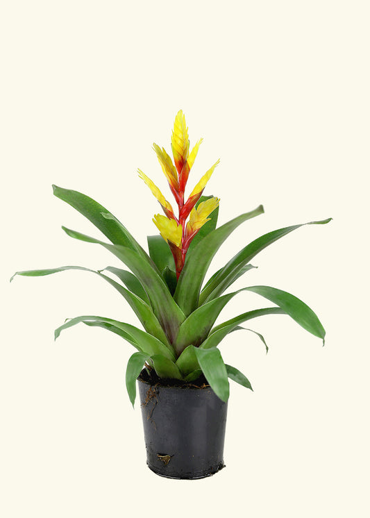 Yellow Bromeliad in 5 inch a grow pot.