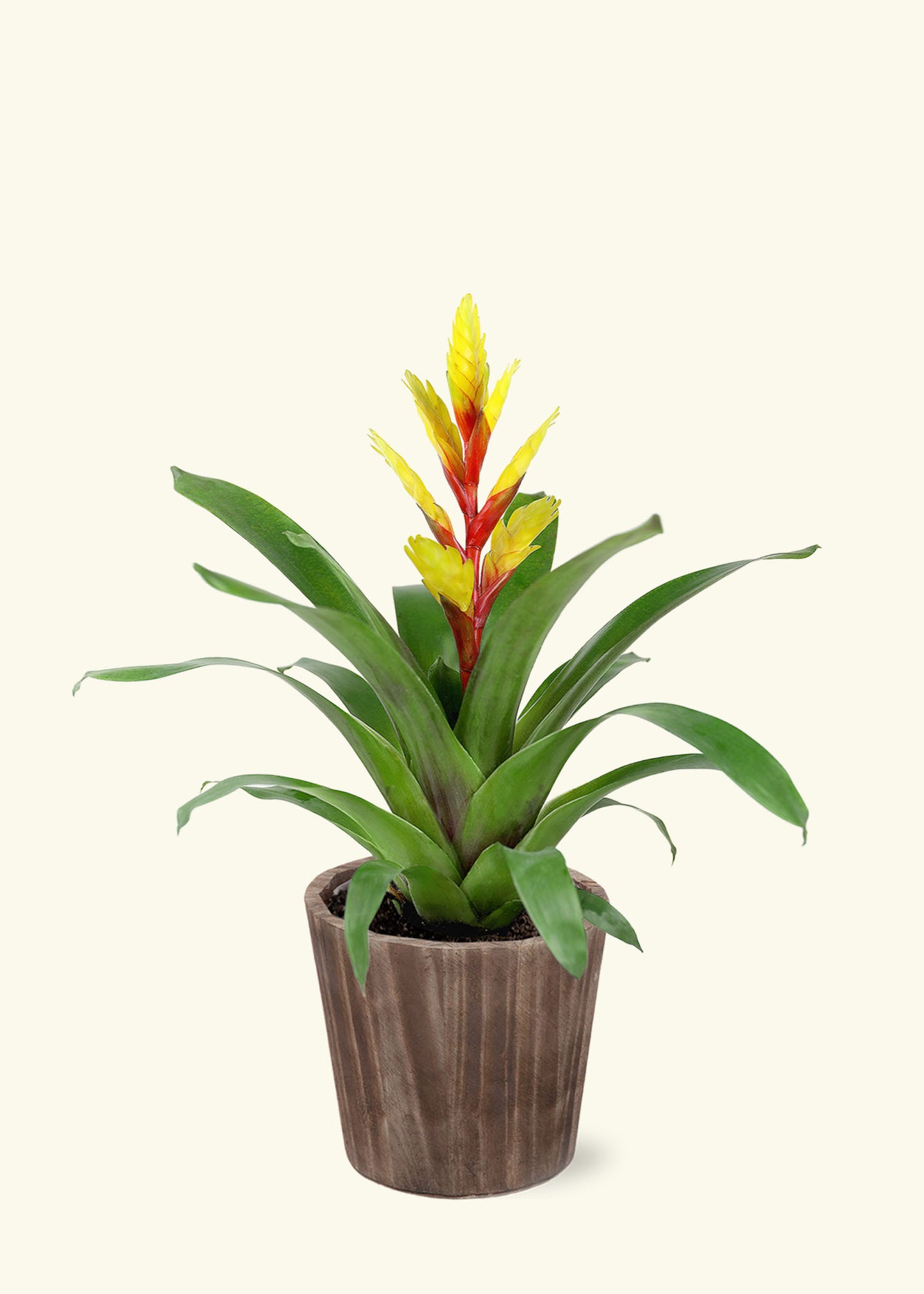 Yellow Bromeliad in 5 inch a brown wilson wood grow pot.