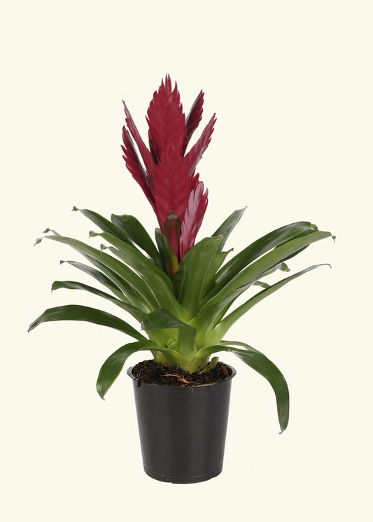 Burgundy Bromeliad in 5 inch a grow pot.