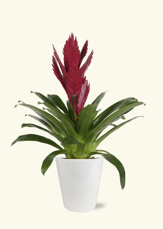 Burgundy Bromeliad in 5 inch a white quinn ceramic grow pot.
