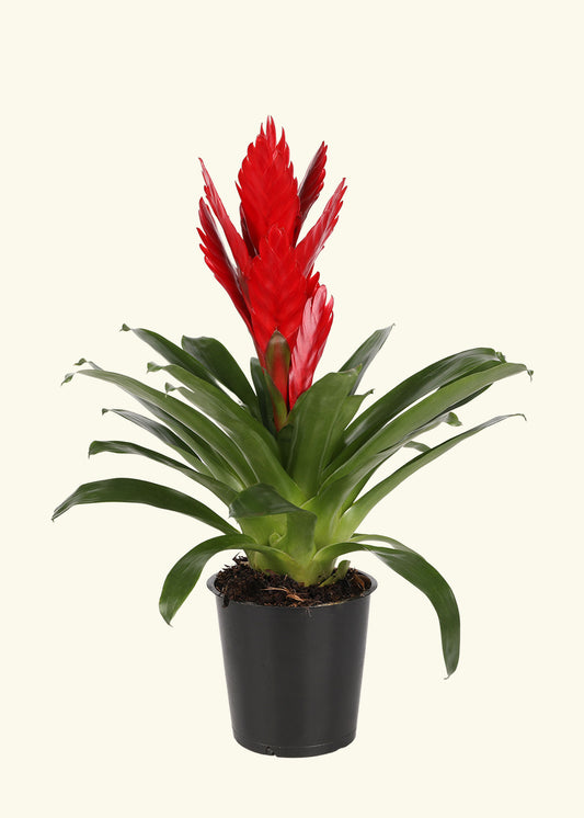 Red Bromeliad in 5 inch a grow pot.