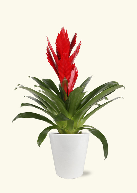 Red Bromeliad in 5 inch a white quinn ceramic grow pot.