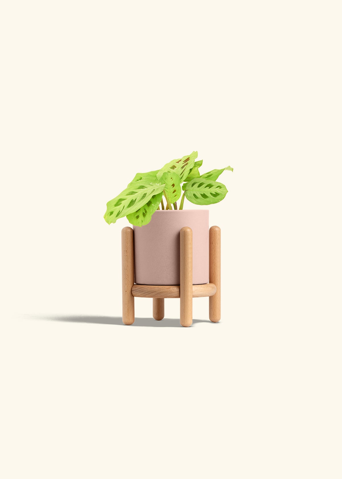 Beauty Kim Prayer Plant in a 4 inches Pink Classic Cylinder Planter in a Beech Wood Stand