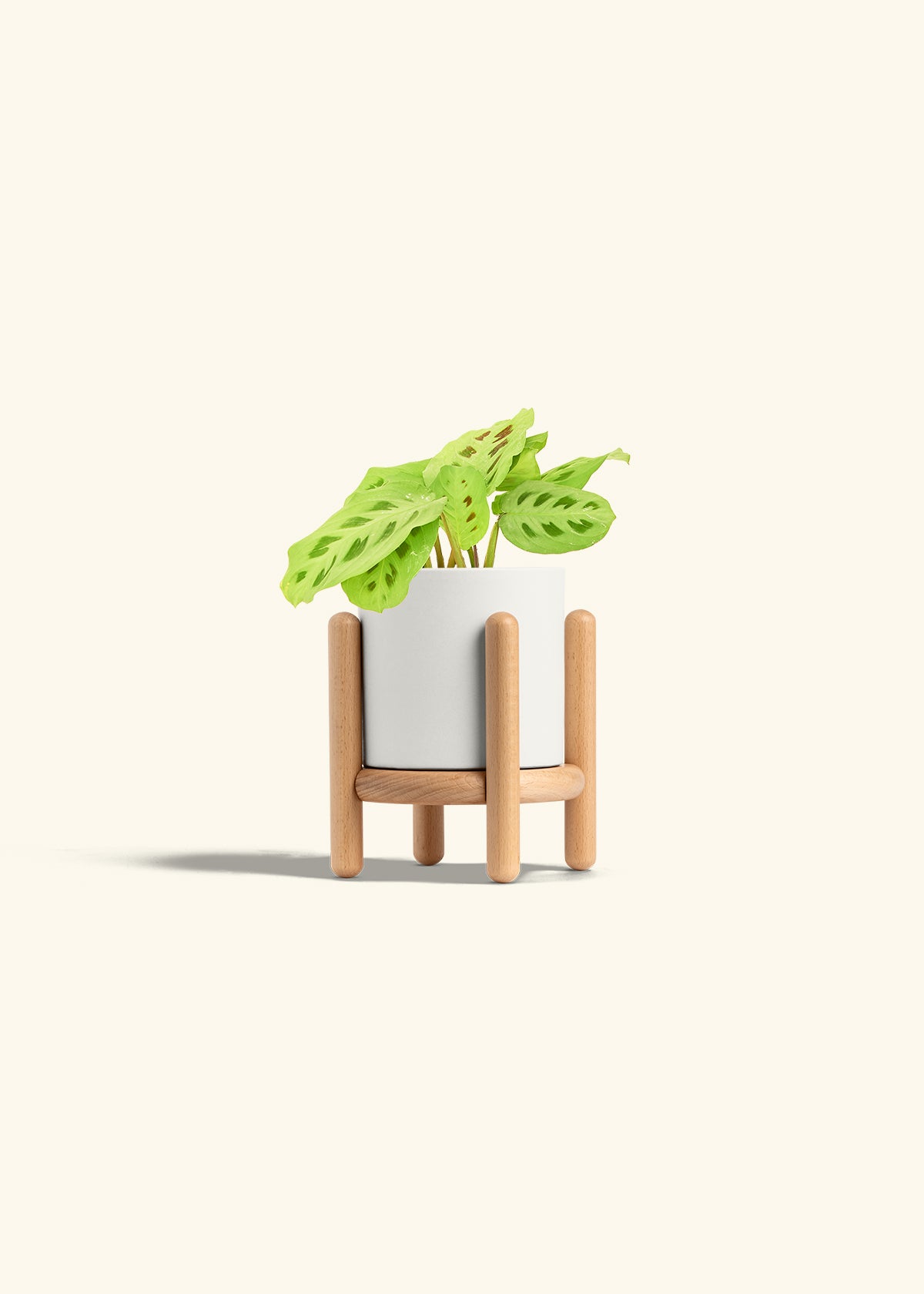 Beauty Kim Prayer Plant in a 4 inches White Classic Cylinder Planter in a Beech Wood Stand