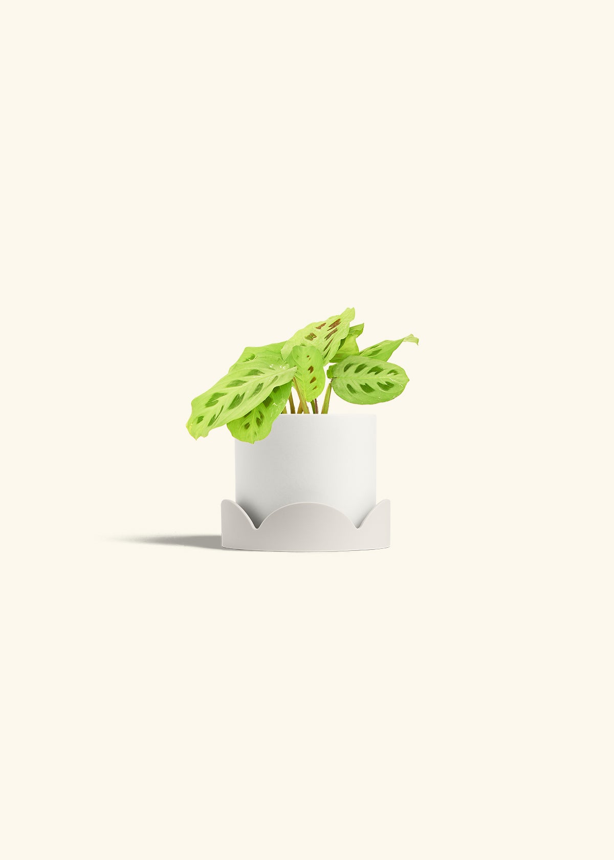 Beauty Kim Prayer Plant in a 4 inches White Classic Cylinder Planter in a Oat Petal Drip Tray