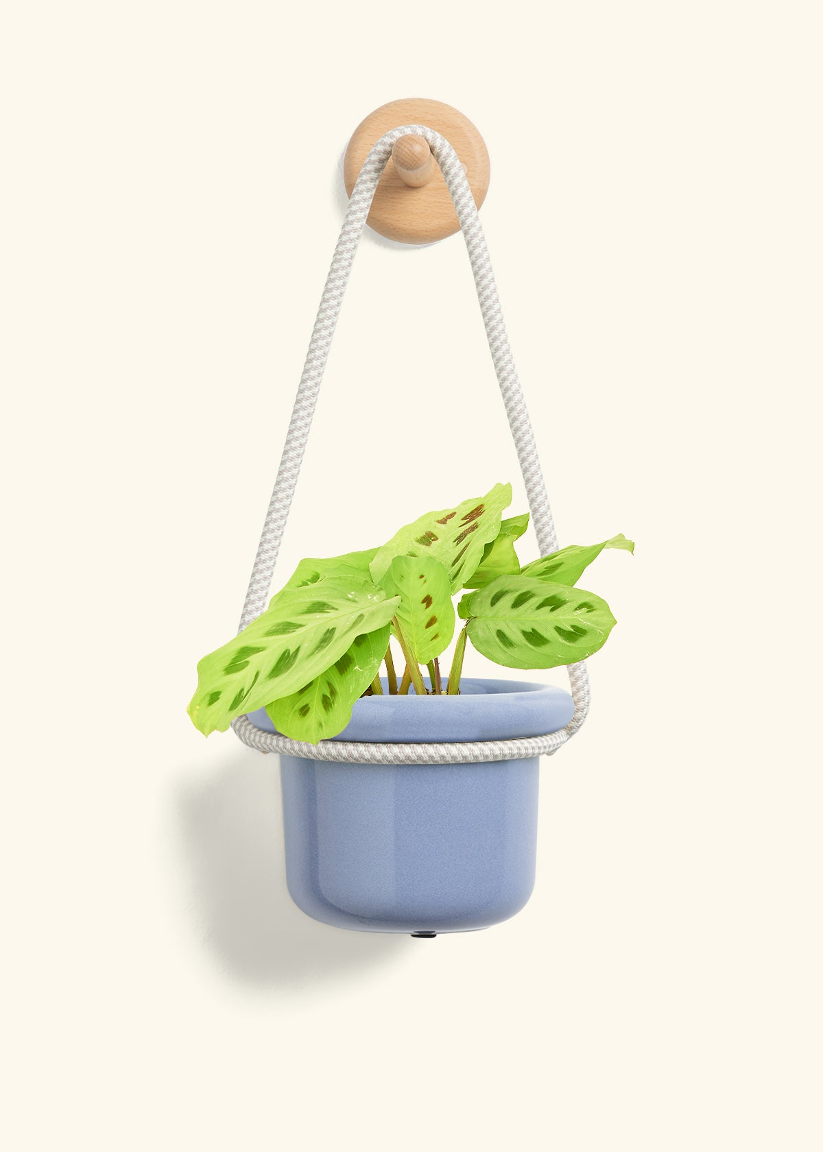 Green Prayer Plant, Small