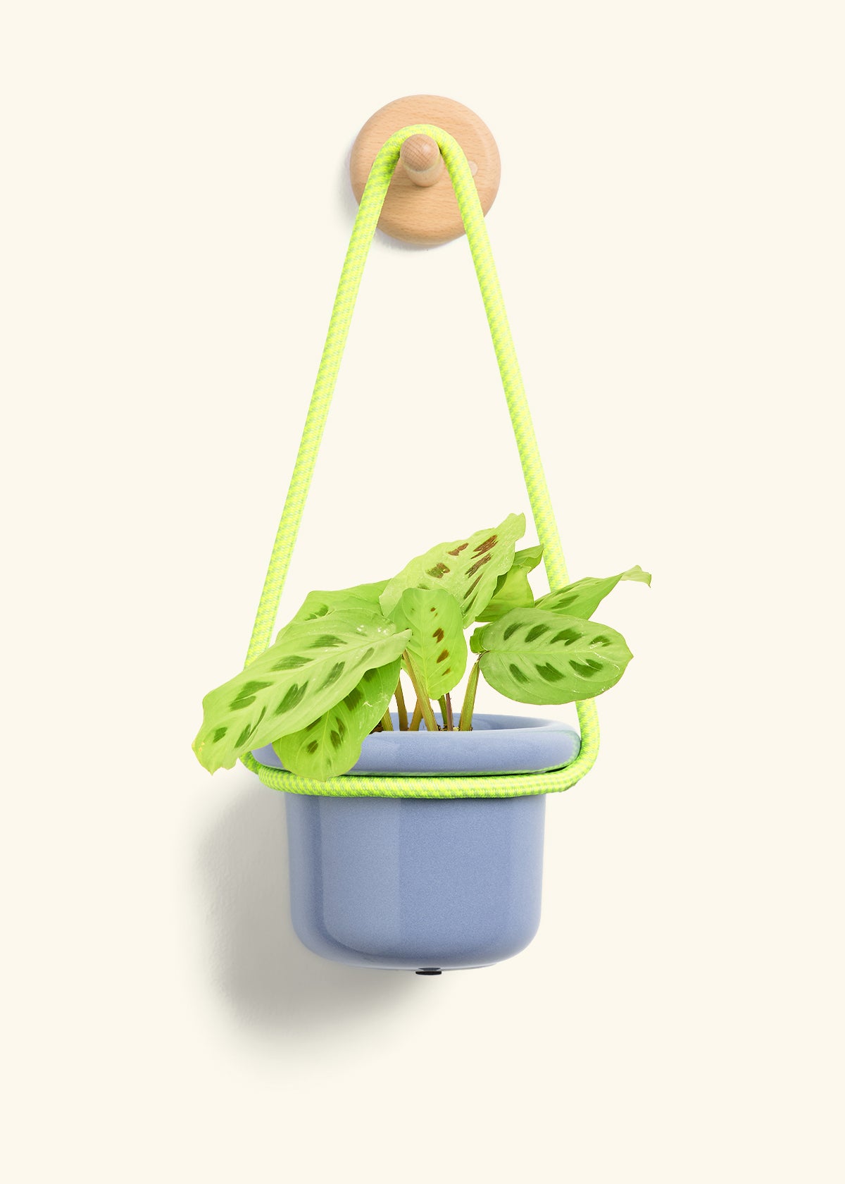 Green Prayer Plant, Small