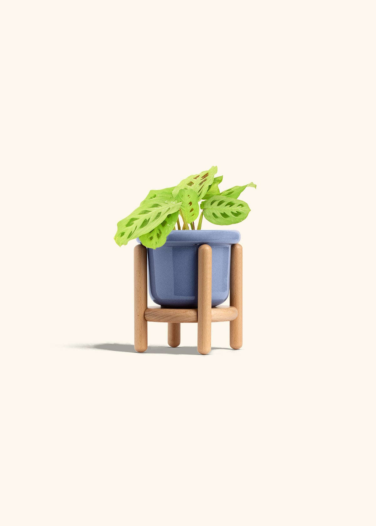 Beauty Kim Prayer Plant in a 4 inches Fat Lip Blue Planter in a Beech Wood Stand