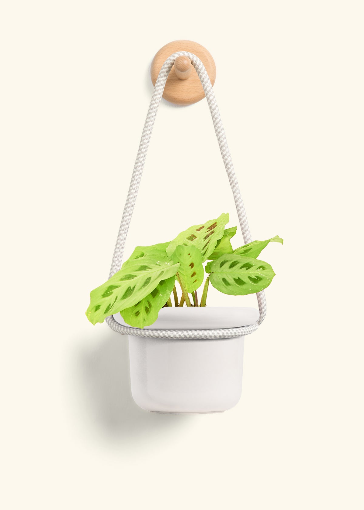 Green Prayer Plant, Small