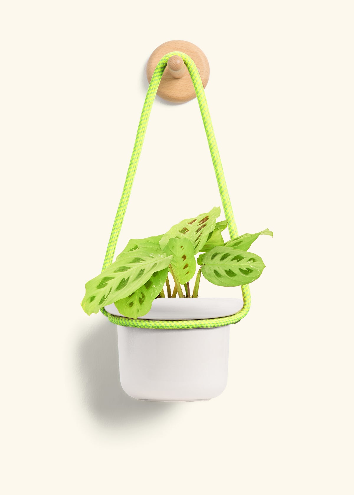 Green Prayer Plant, Small