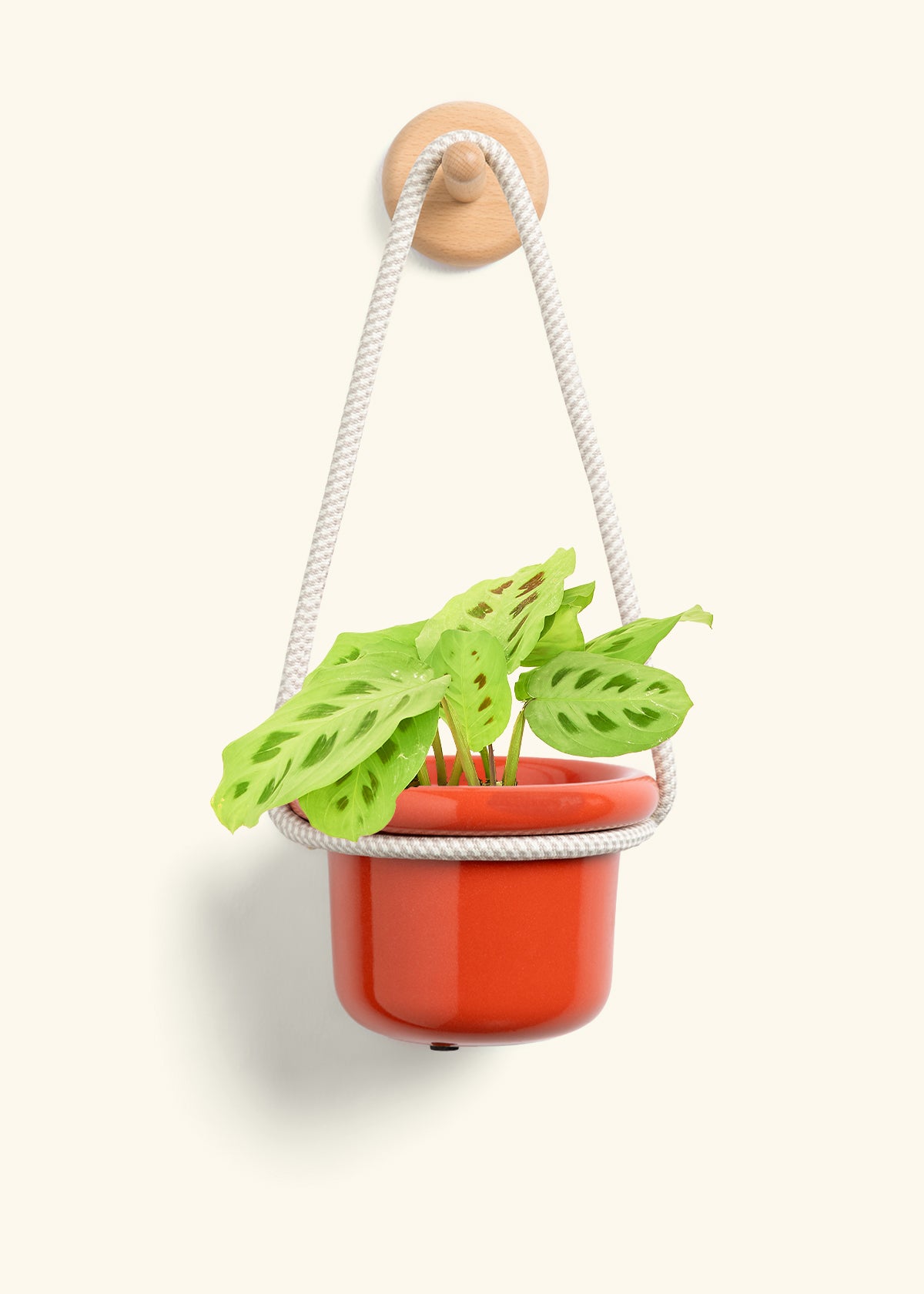 Green Prayer Plant, Small