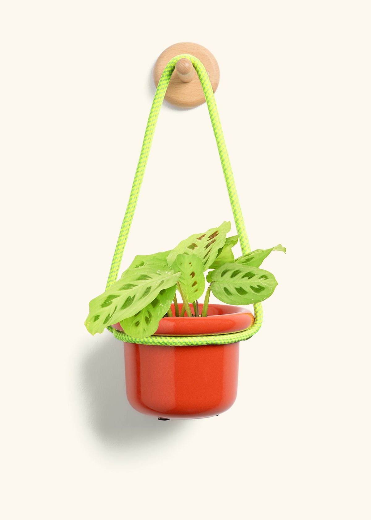 Green Prayer Plant, Small