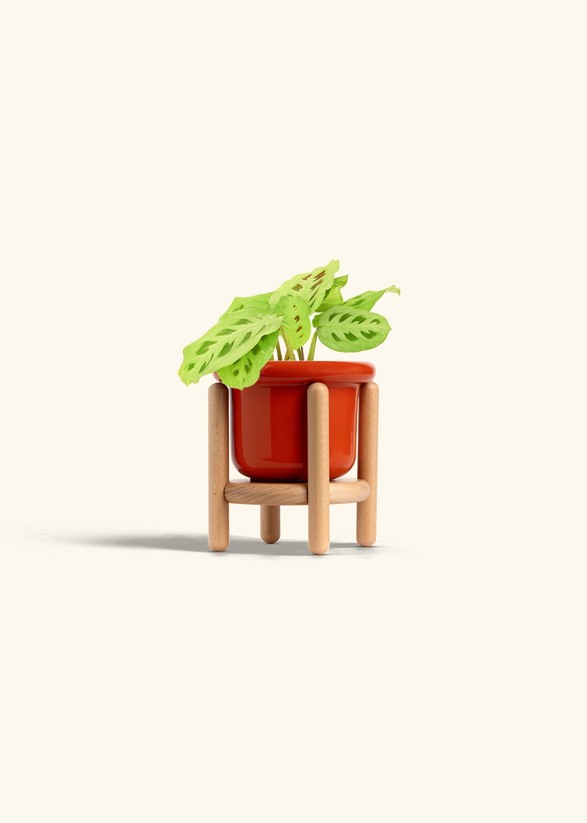 Beauty Kim Prayer Plant in a 4 inches Fat Lip Red Planter in a Beech Wood Stand
