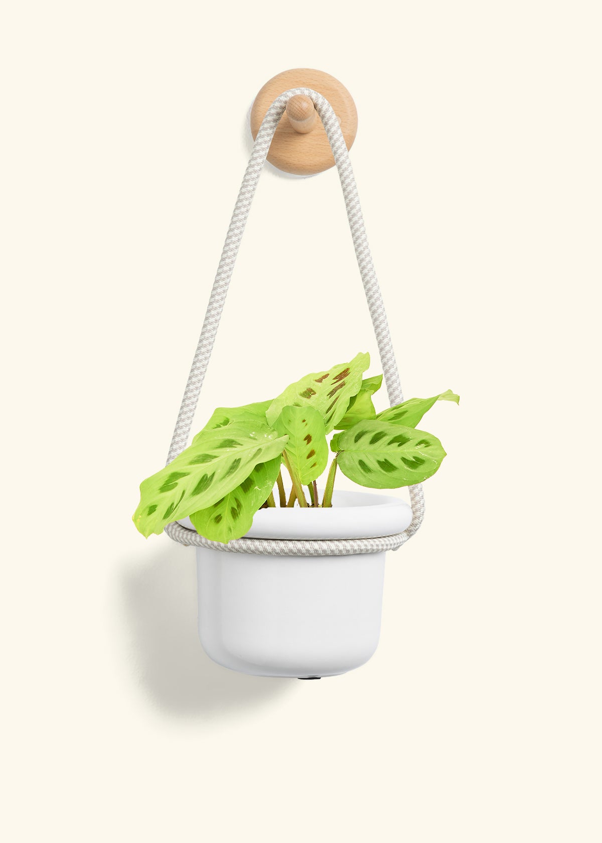 Green Prayer Plant, Small