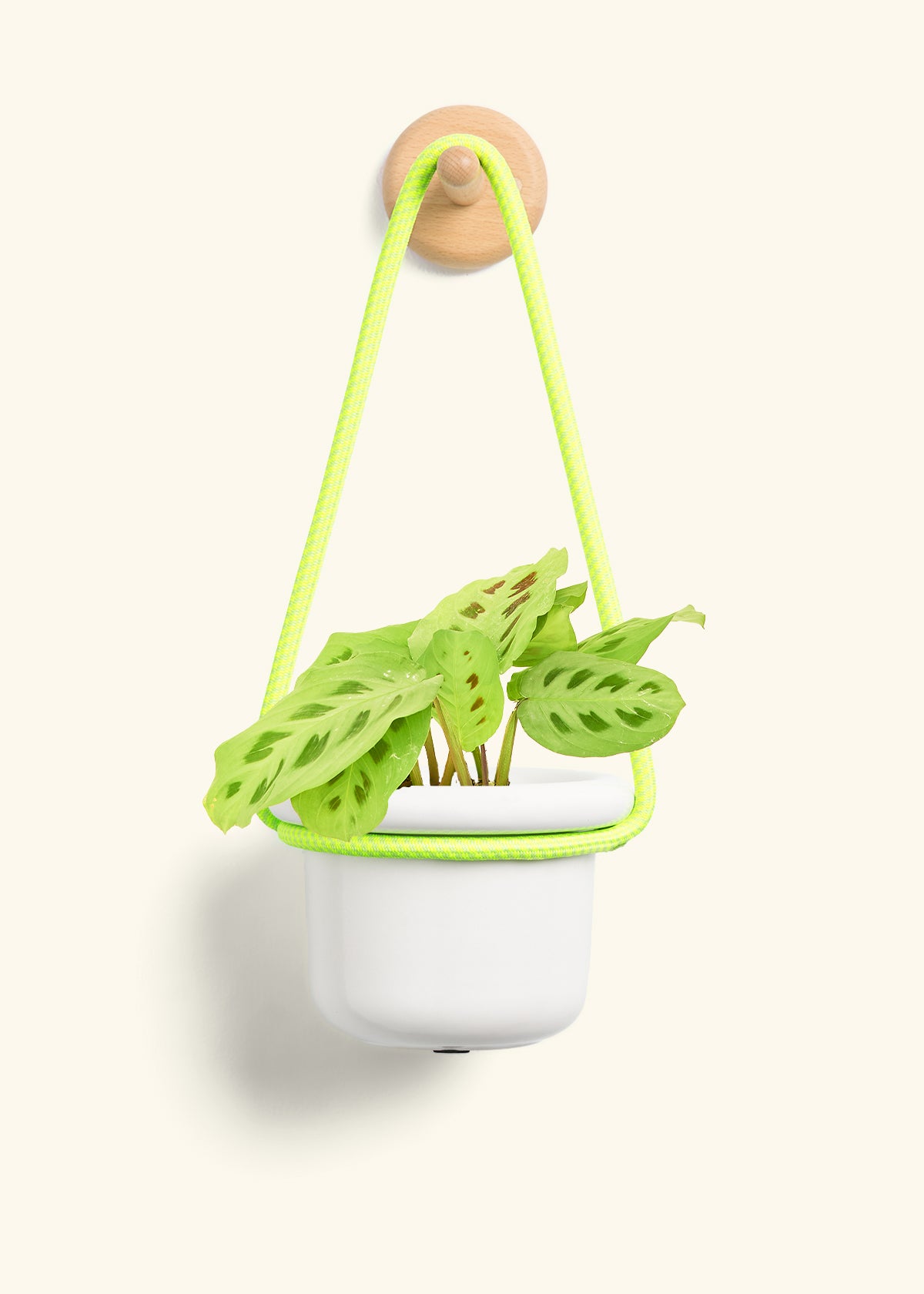 Green Prayer Plant, Small