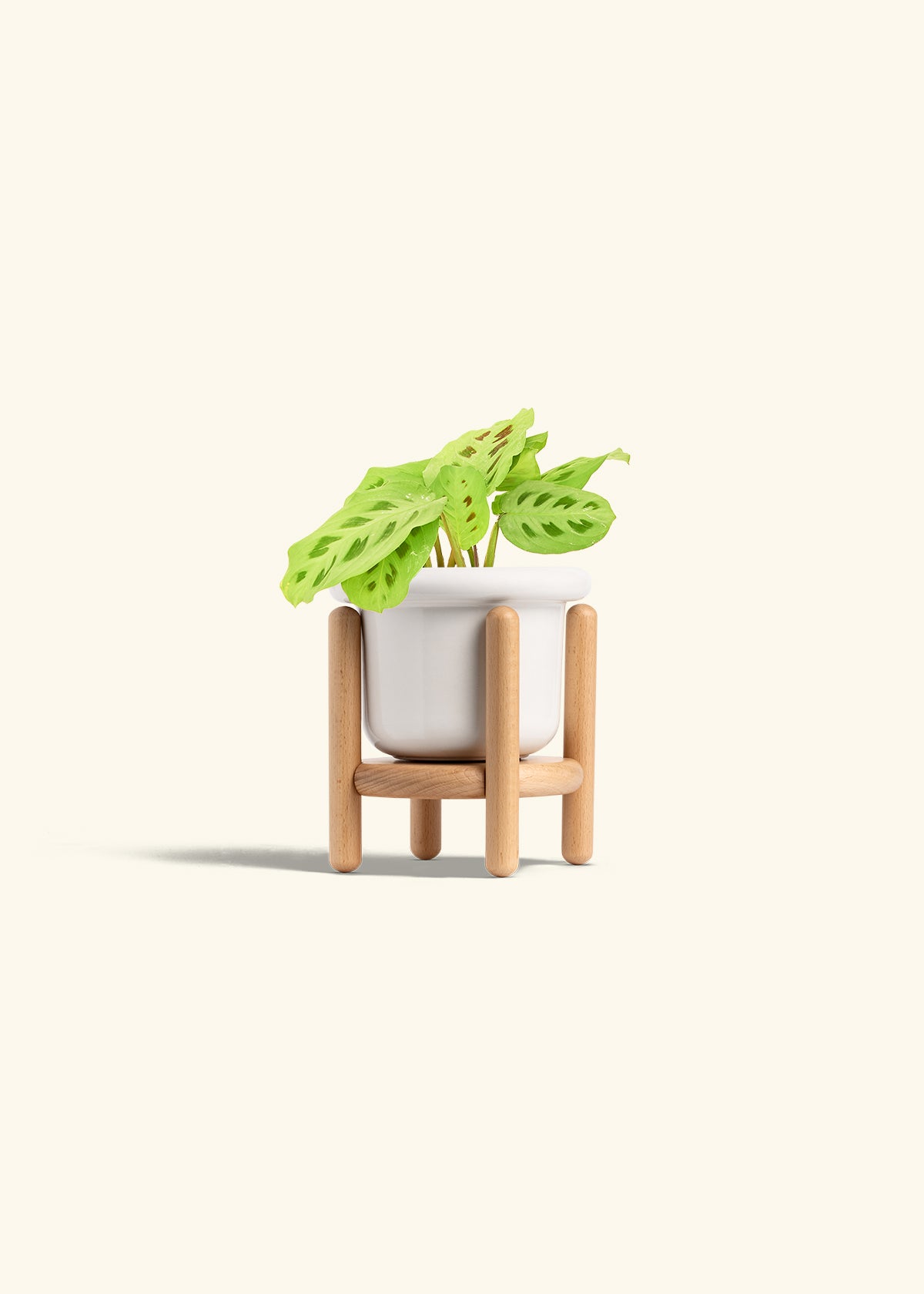 Beauty Kim Prayer Plant in a 4 inches Fat Lip White Planter in a Beech Wood Stand