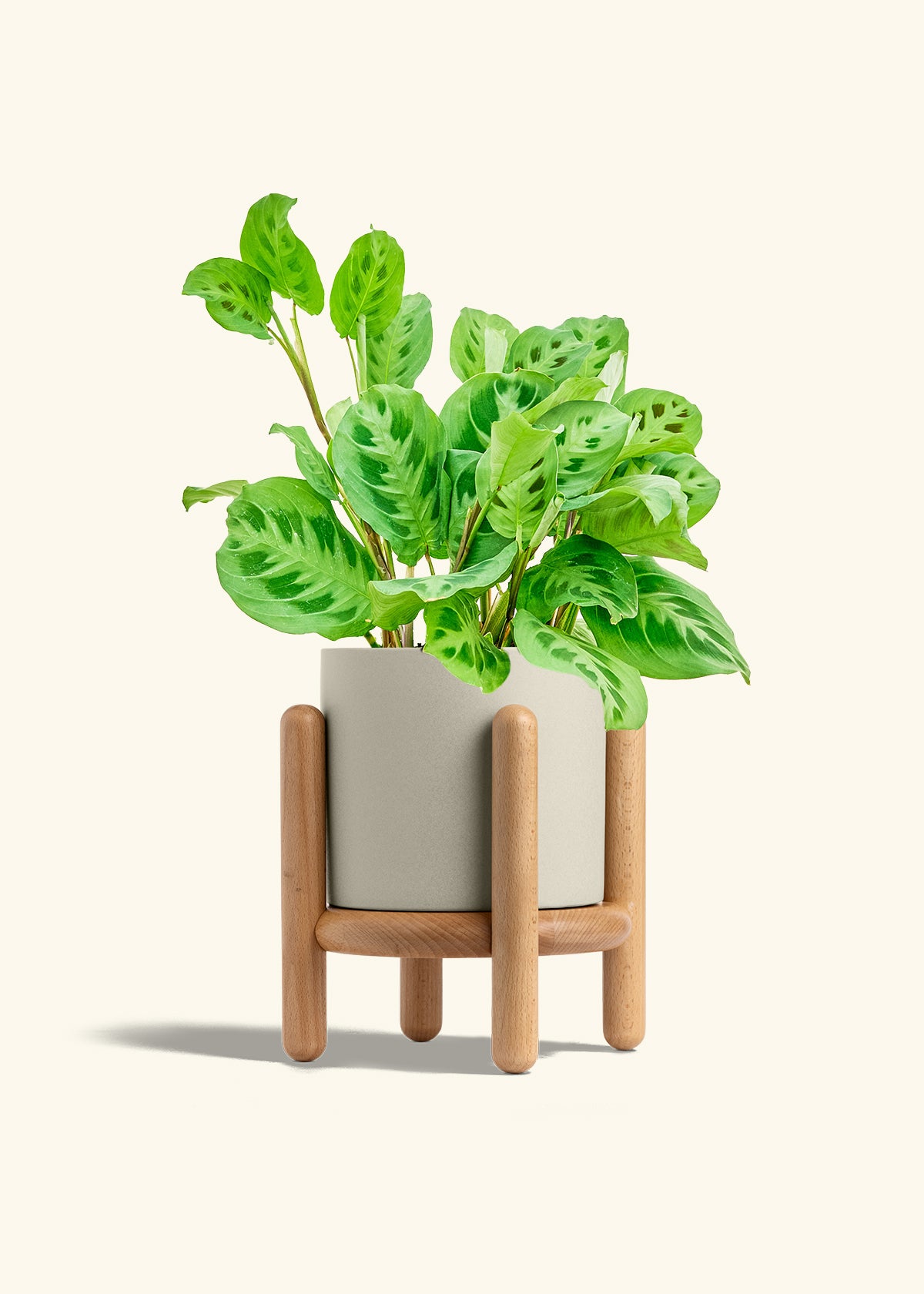 Prayer Plant Beauty Kim in a 6 inches Oat Classic Cylinder Planter in a Beech Wood Stand