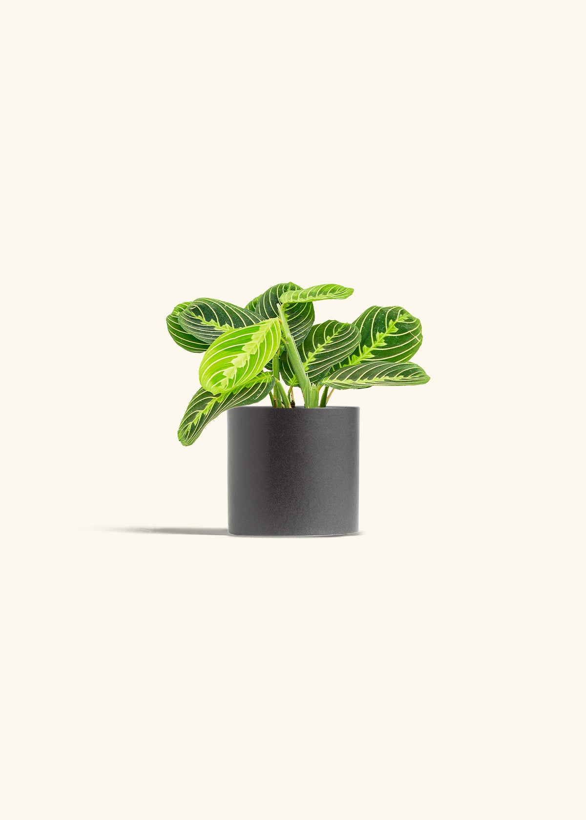 Lemon Lime Prayer Plant in a 4 inches Charcoal Classic Cylinder Planter