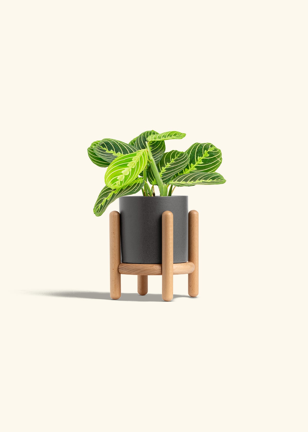 Lemon Lime Prayer Plant in a 4 inches Charcoal Classic Cylinder Planter in a Beech Wood Stand