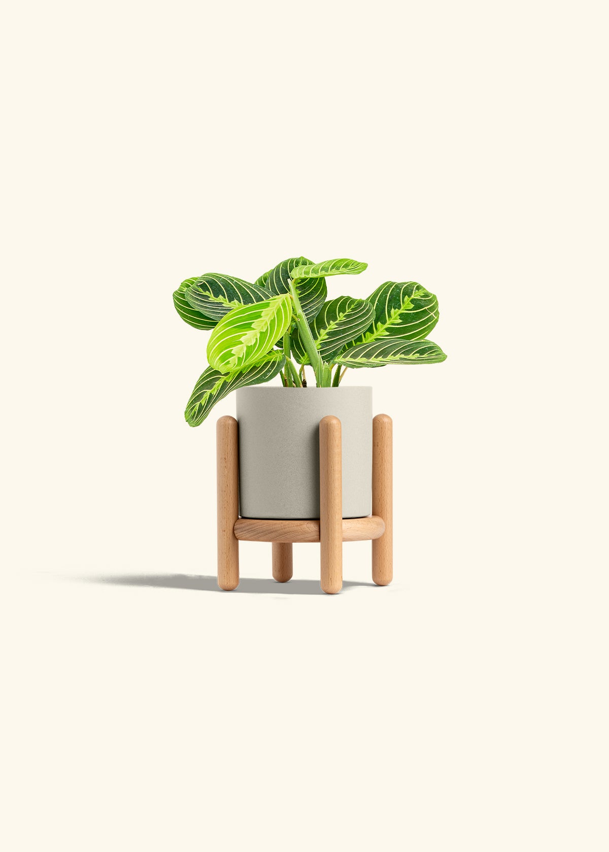 Lemon Lime Prayer Plant in a 4 inches Oat Classic Cylinder Planter in a Beech Wood Stand