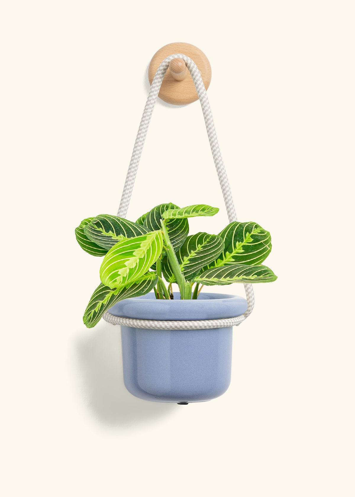Lemon Lime Prayer Plant, Small