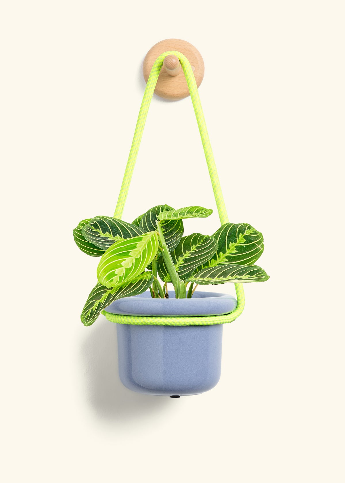 Lemon Lime Prayer Plant, Small