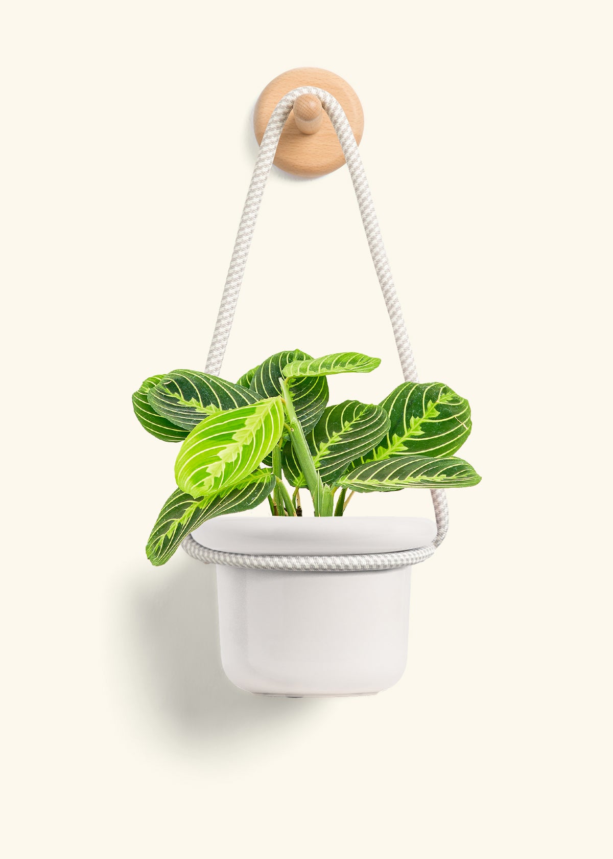 Lemon Lime Prayer Plant, Small