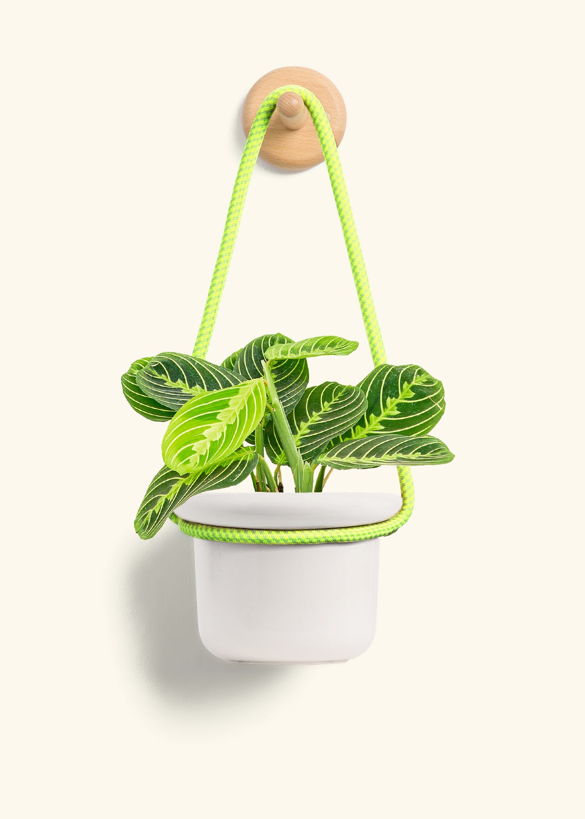 Lemon Lime Prayer Plant, Small