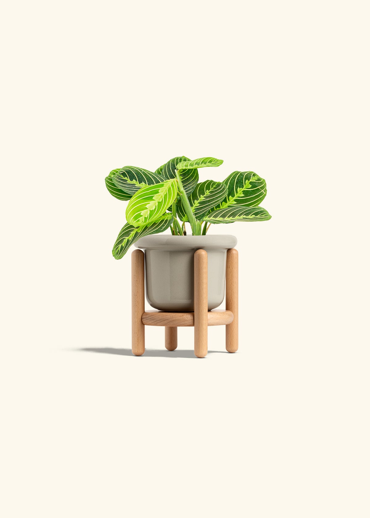 Lemon Lime Prayer Plant in a 4 inches Fat Lip Oat Planter in a Beech Wood Stand