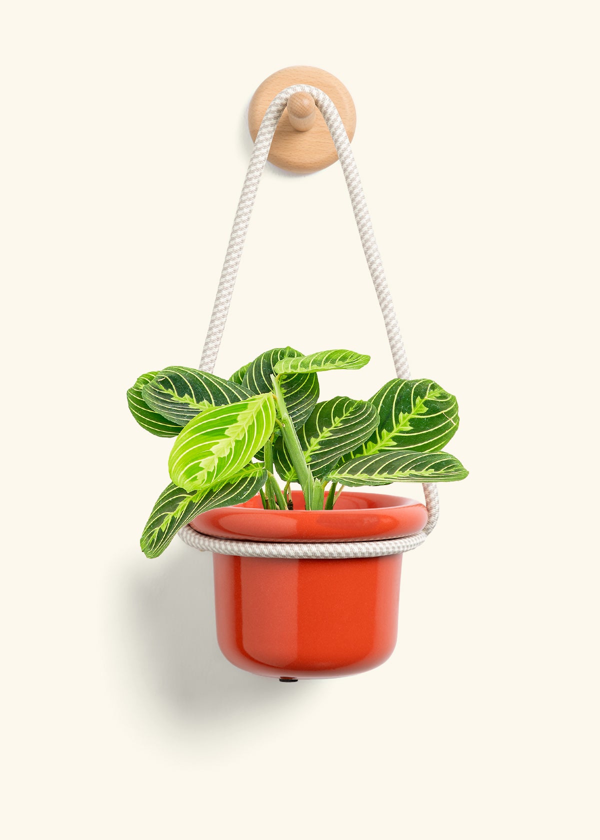 Lemon Lime Prayer Plant, Small