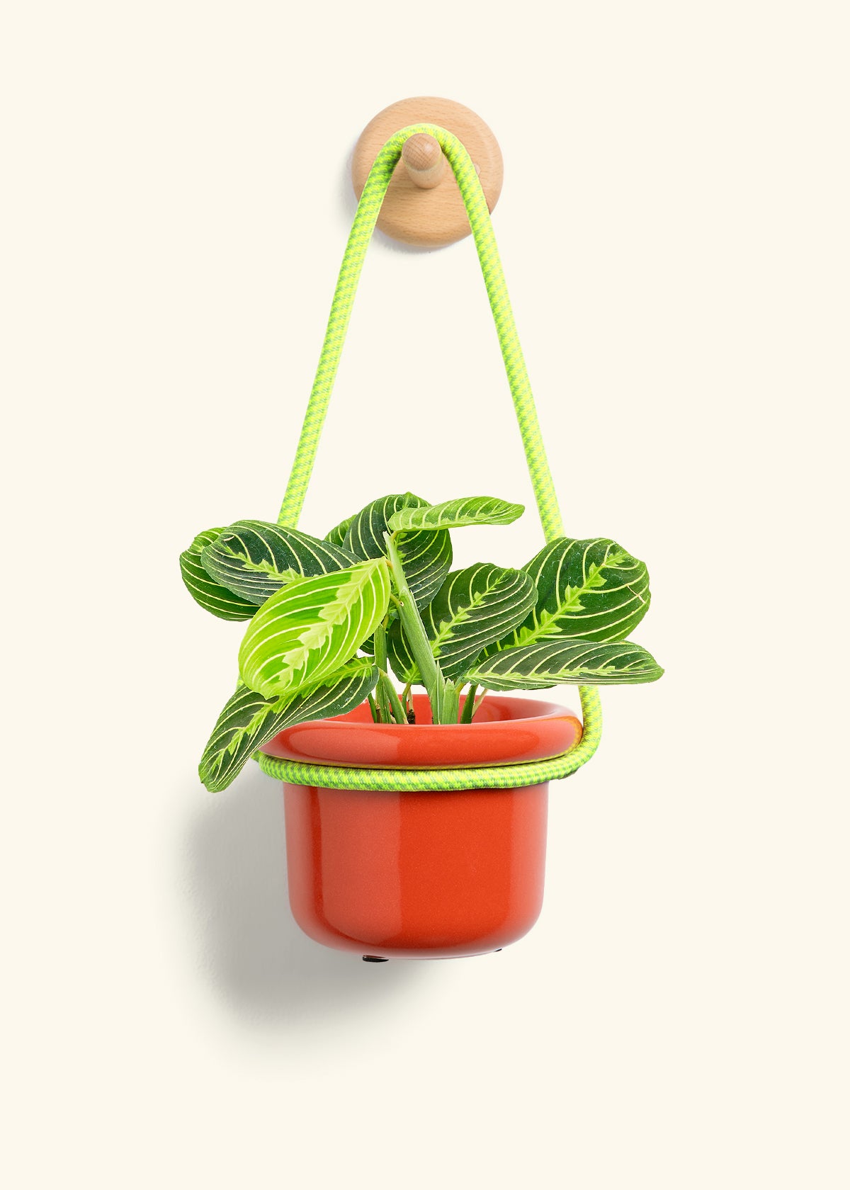 Lemon Lime Prayer Plant, Small