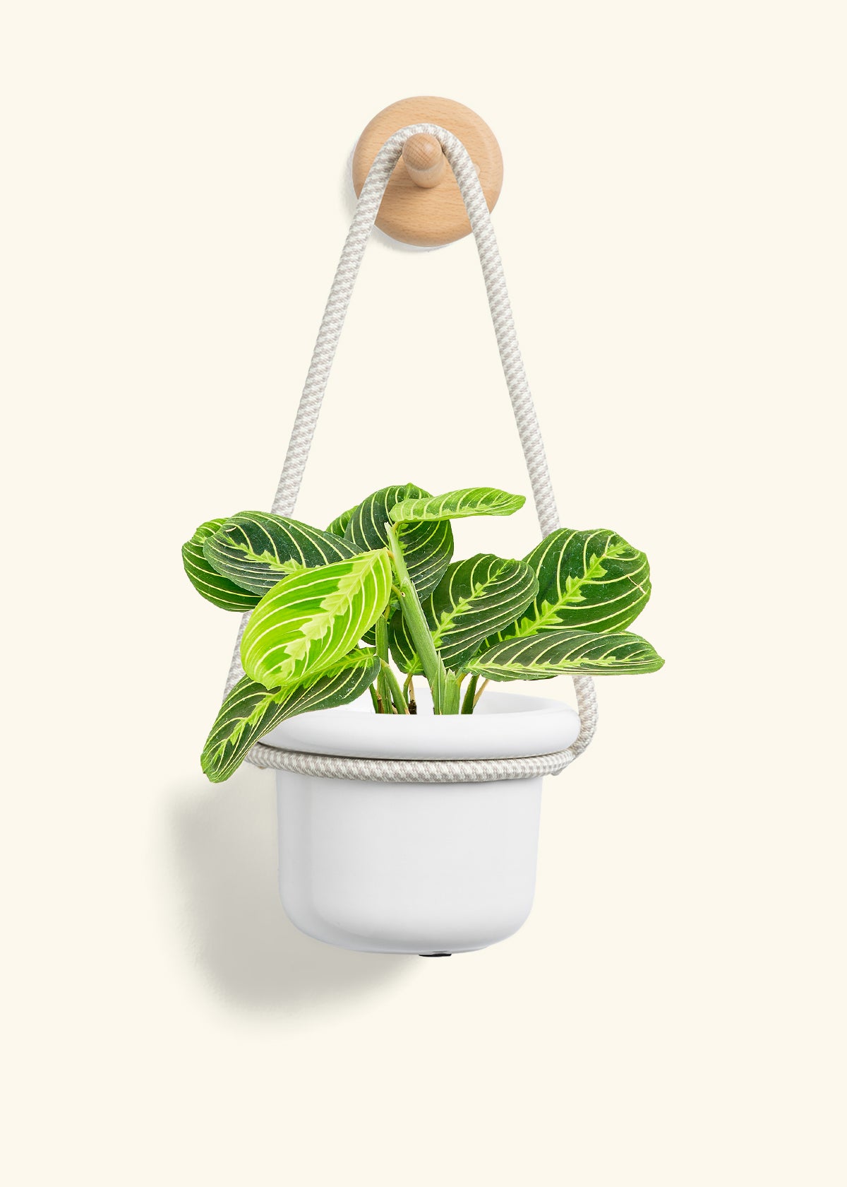 Lemon Lime Prayer Plant, Small