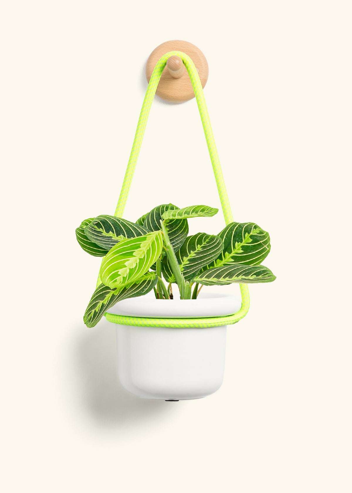 Lemon Lime Prayer Plant, Small