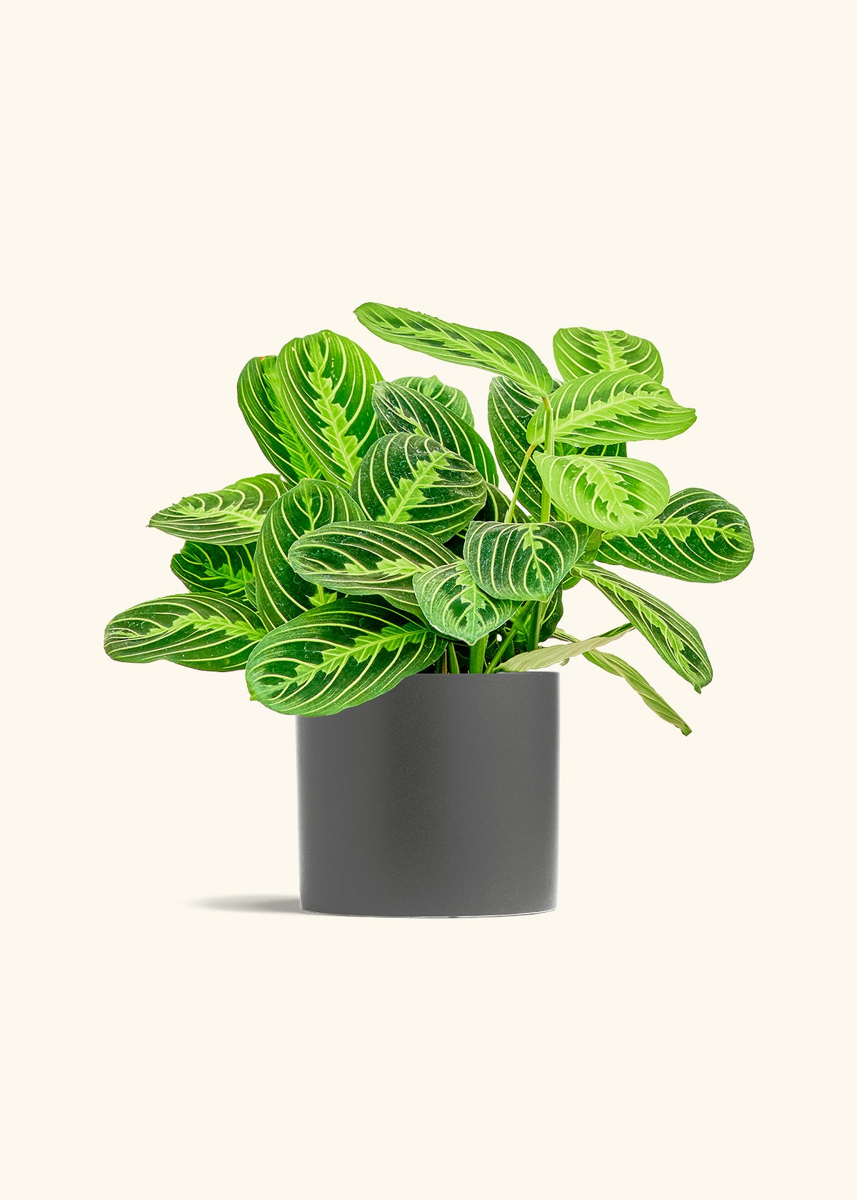 Lemon Lime Prayer Plant in a 6 inches Charcoal Classic Cylinder Planter